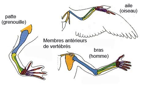 Lopération plastique de laugmentation du membre